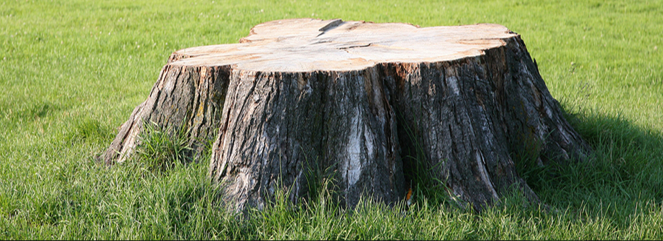 Tree Stump Removal Purcellville, VA