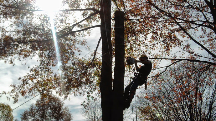 Profressional Tree Services in Purcellville, VA